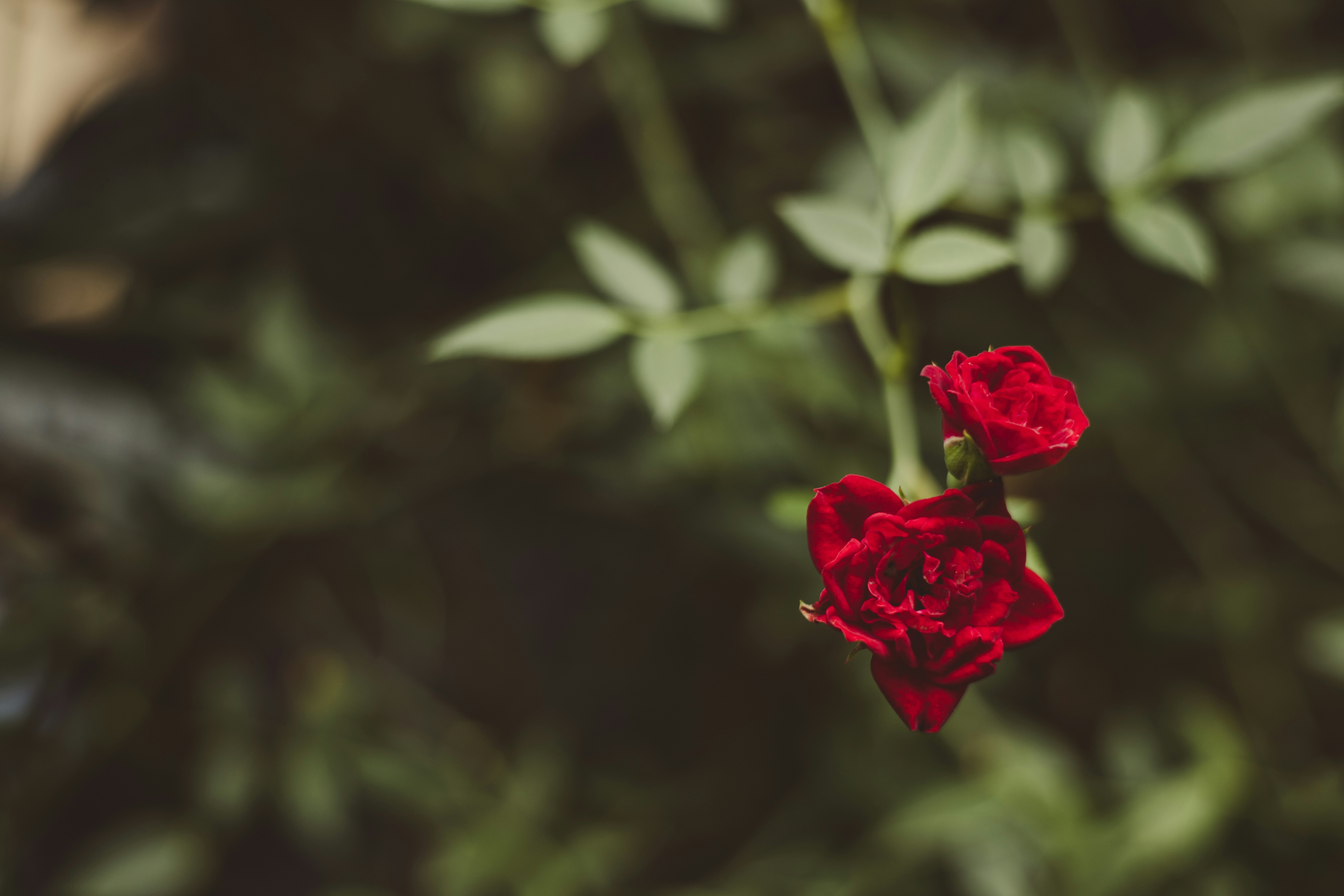 Photo by rrodriguesim