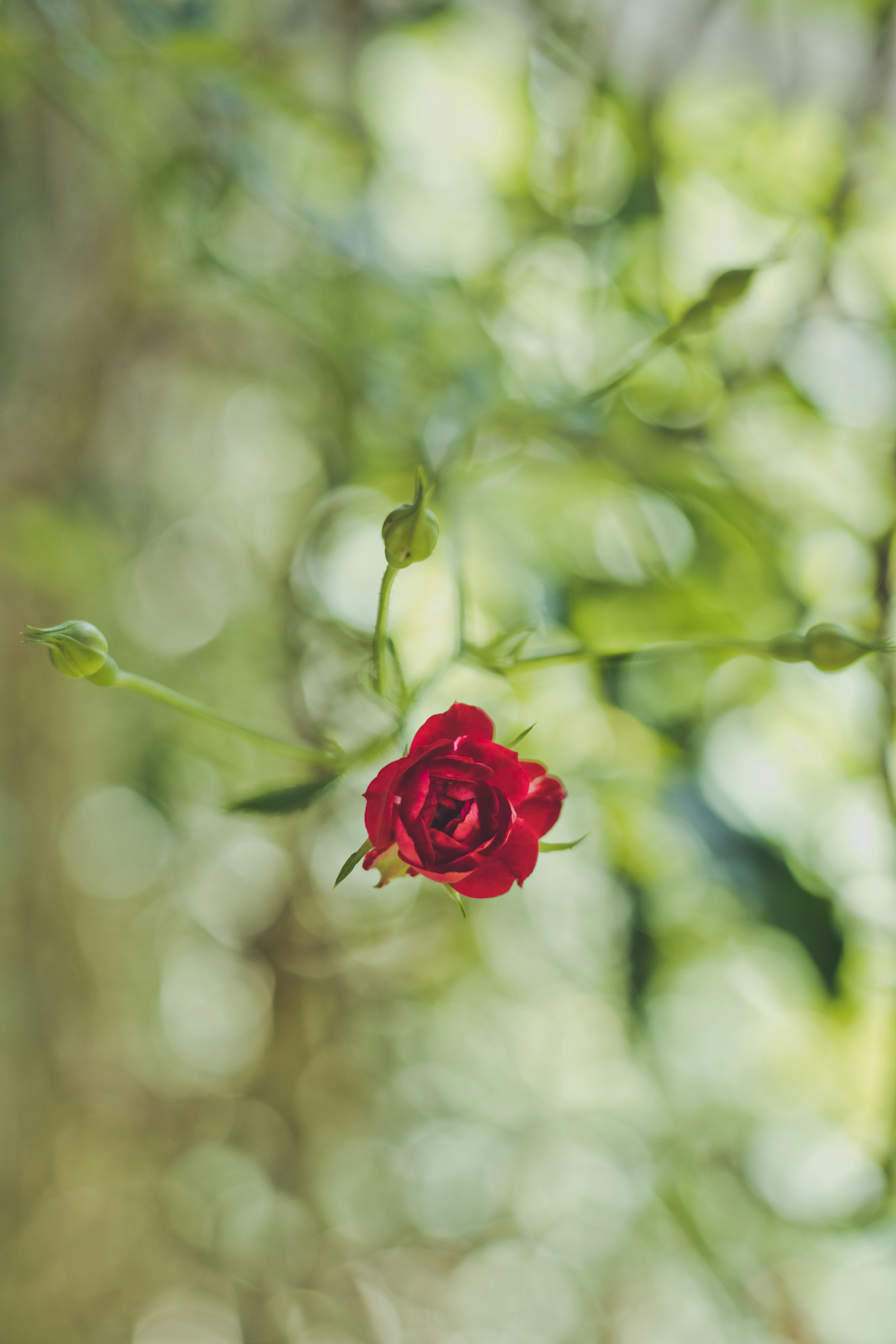 Photo by rrodriguesim