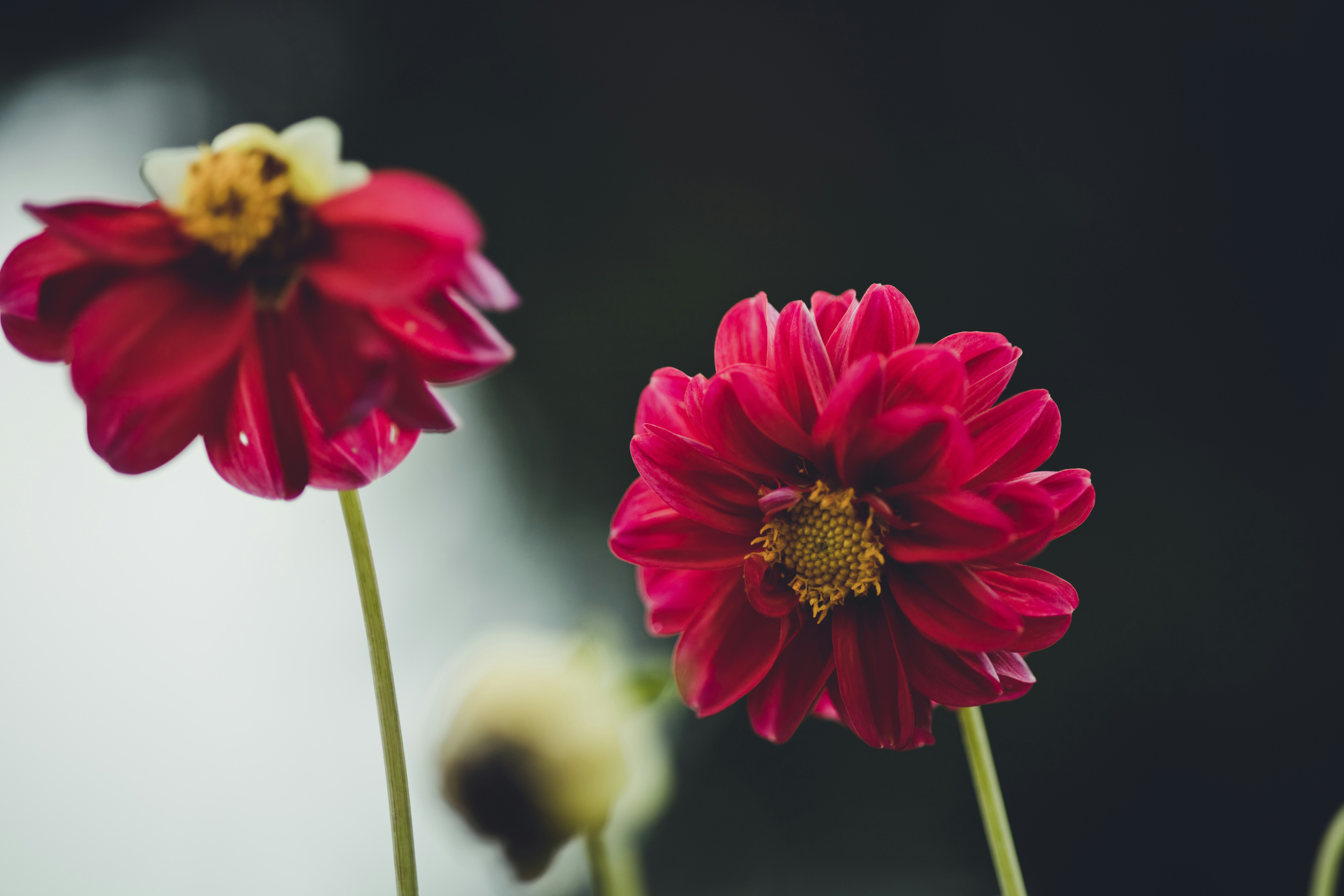 Photo by rrodriguesim