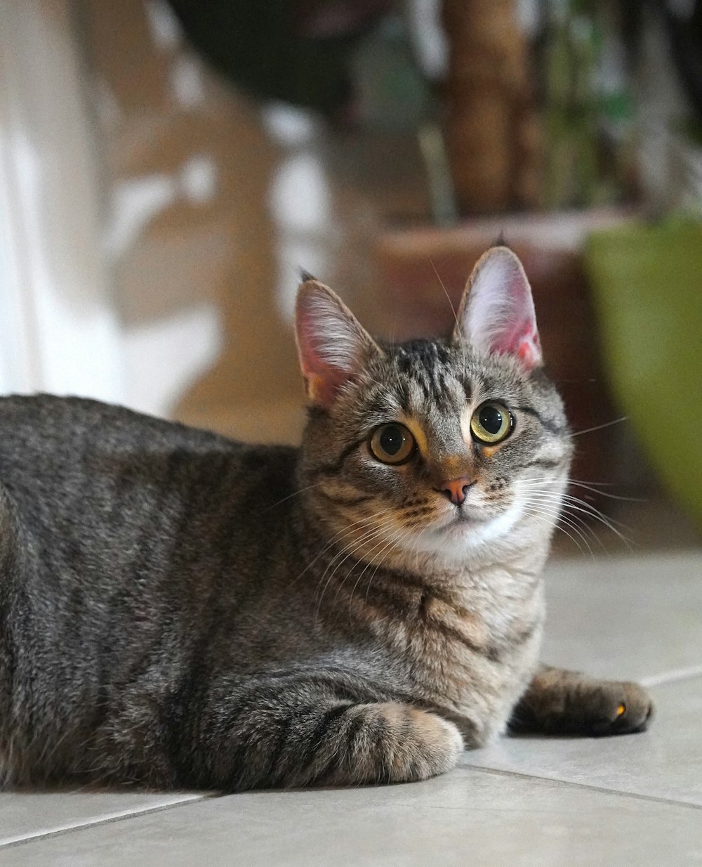 a cat laying on the floor looking at the camera