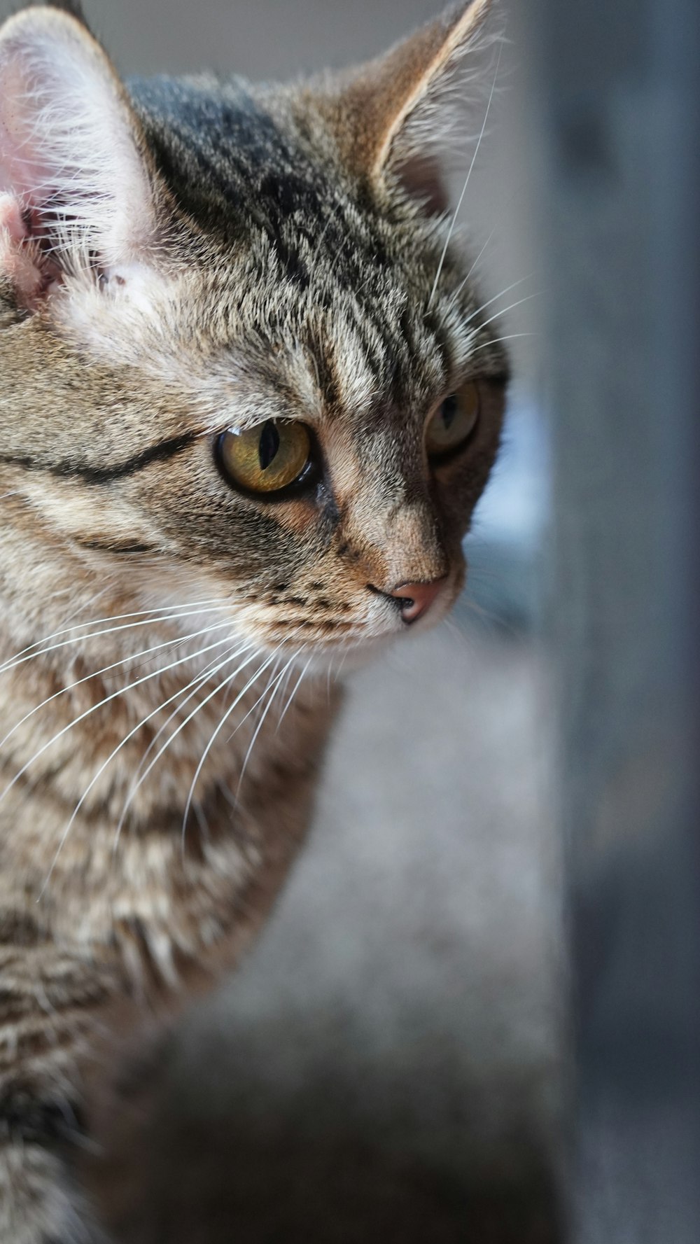 a close up of a cat near a window