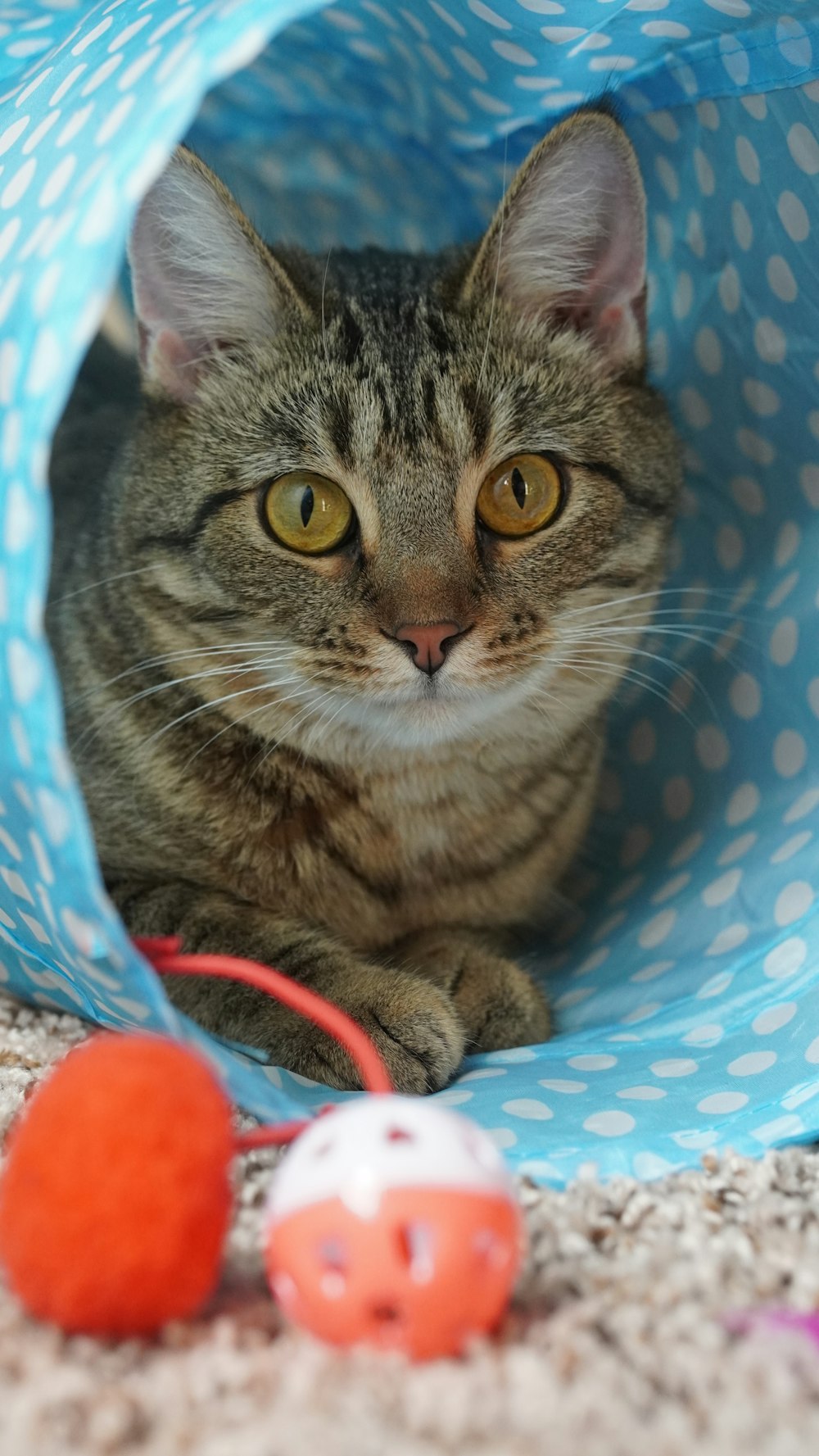 a cat sitting inside of a blue bag