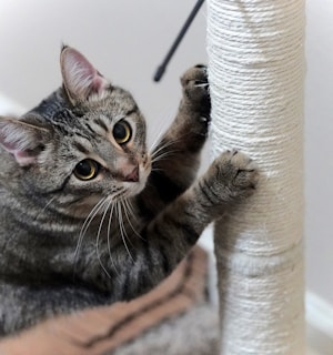 a cat is playing with a cat tree