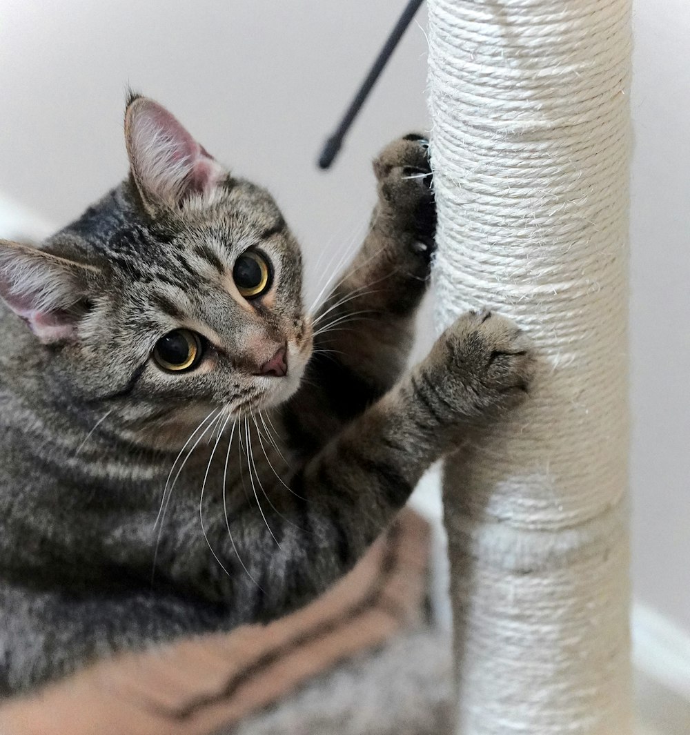 a cat is playing with a cat tree