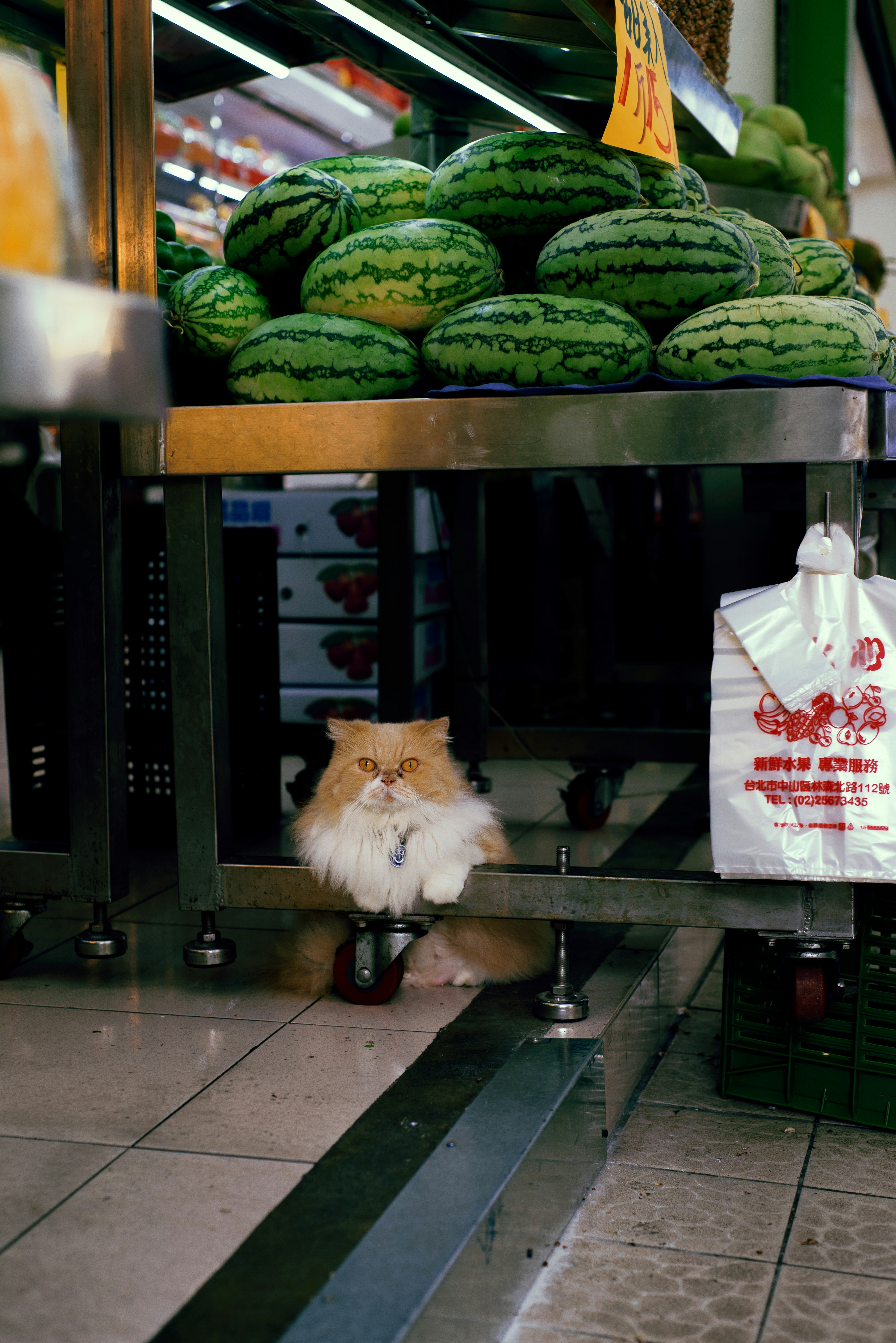 Essential Tips for Buying Cats at the Market