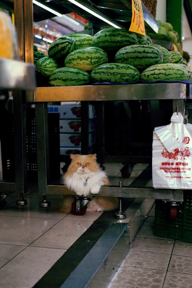 A fluffy orange and white cat is sitting under a market stall, surrounded by watermelons stacked above. The cat appears relaxed with a curious expression. There is a plastic bag with Chinese characters hanging nearby, and the scene is set in a well-lit market area.