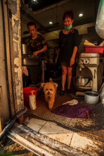 A small fluffy dog walks towards the camera inside a kitchen-like space. Two people are present, one appearing to be cooking and the other smiling at the dog. The kitchen includes various utensils, a red bucket, and a bottle of liquid soap. The lighting is warm, and the atmosphere seems casual and homey.