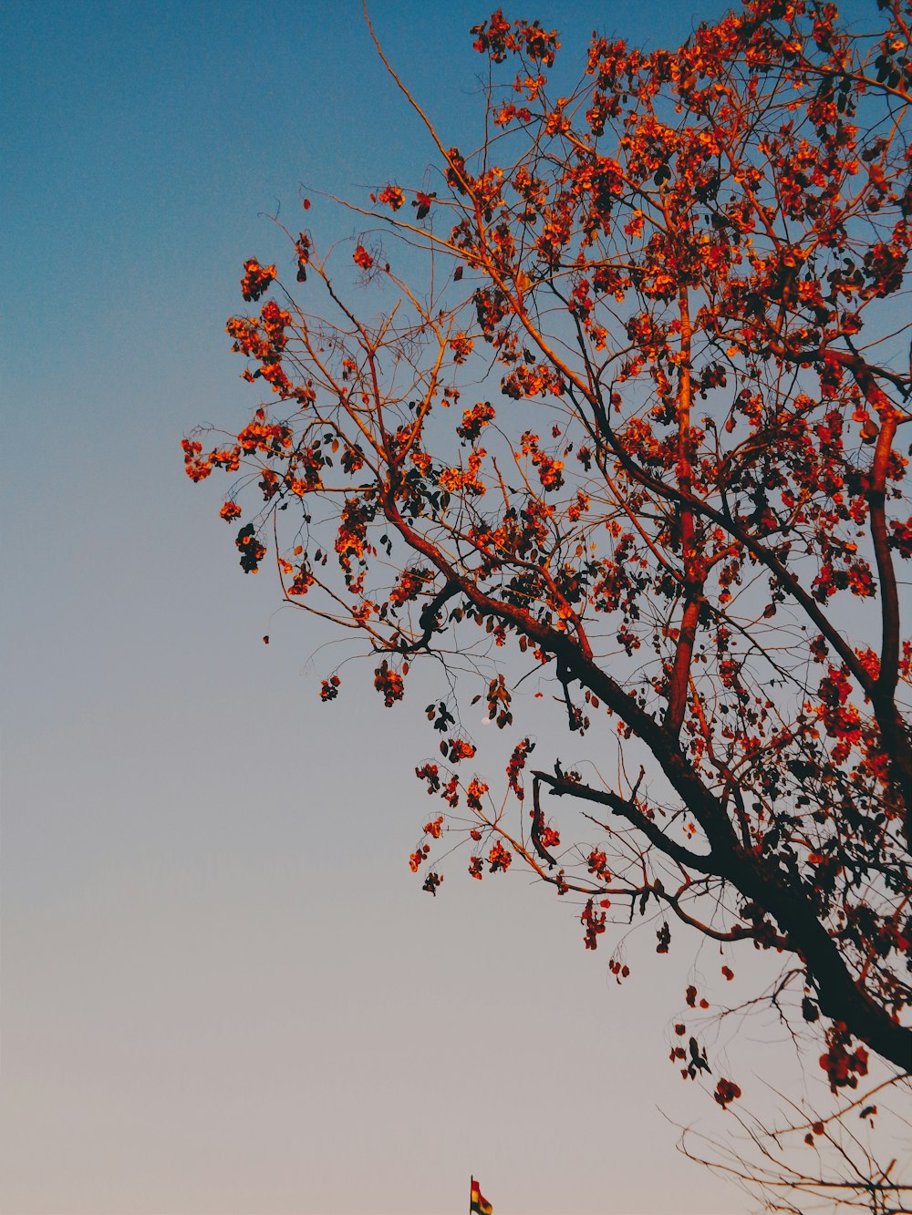 Un arbre aux feuilles rouges devant un ciel bleu