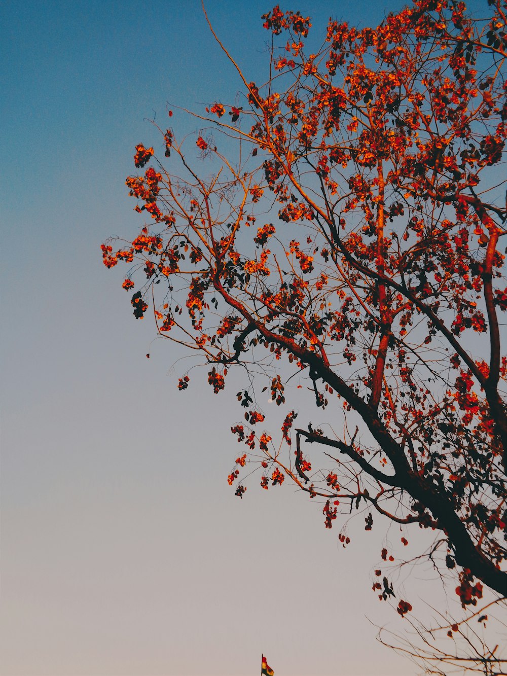Un árbol con hojas rojas frente a un cielo azul