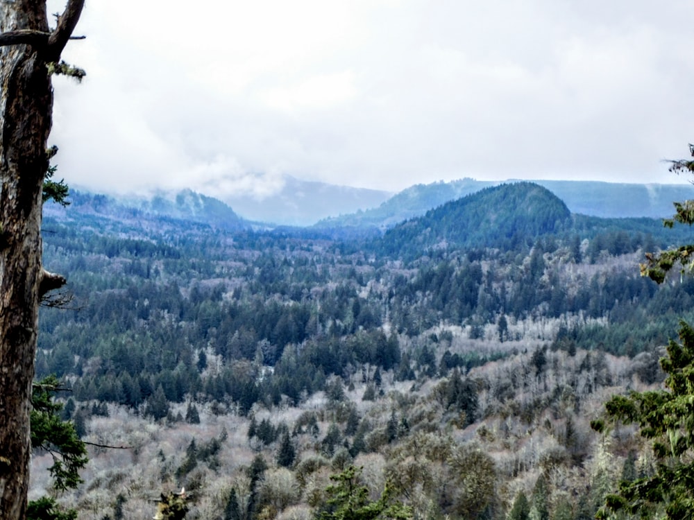 a scenic view of a forest with mountains in the background