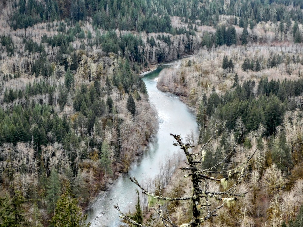 a river running through a forest filled with trees