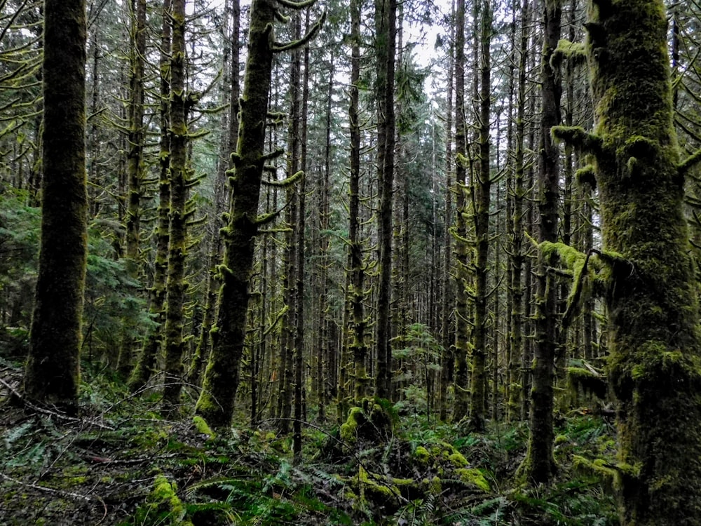 a forest filled with lots of trees covered in green moss