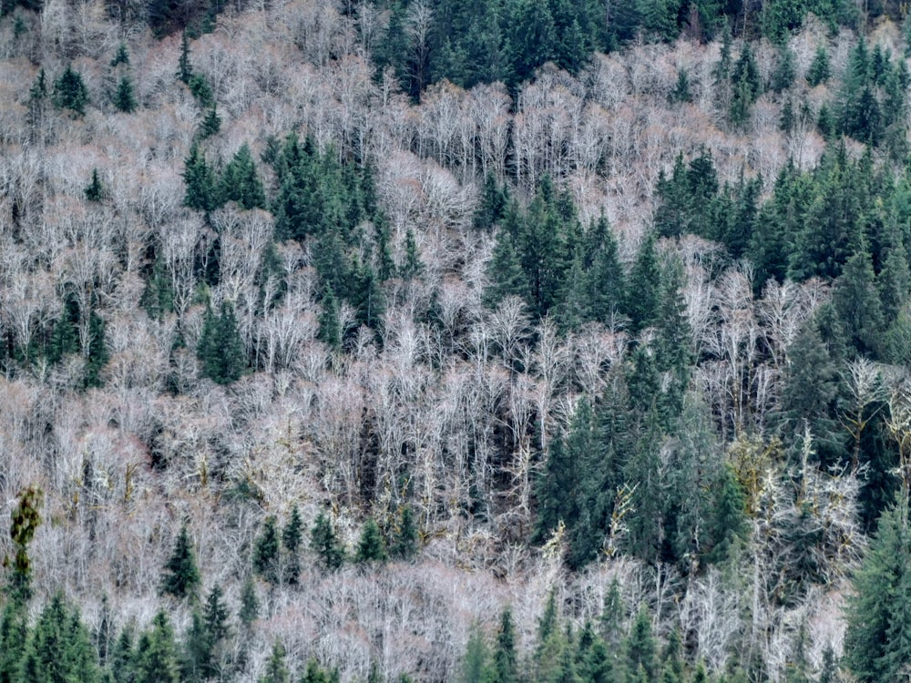 a forest filled with lots of tall trees