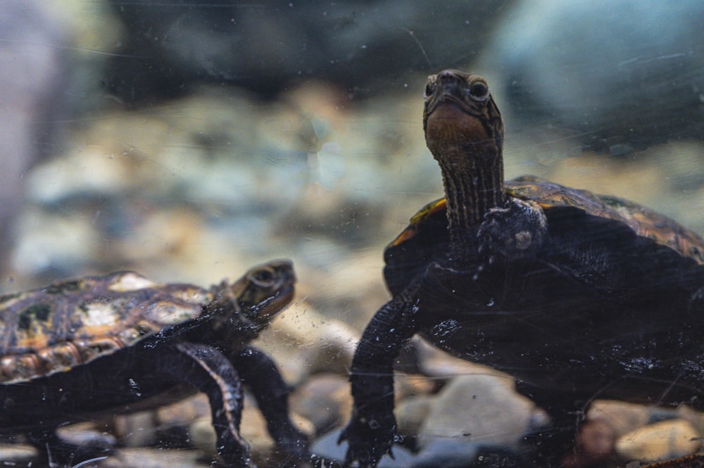 a couple of small turtles sitting on top of a rock