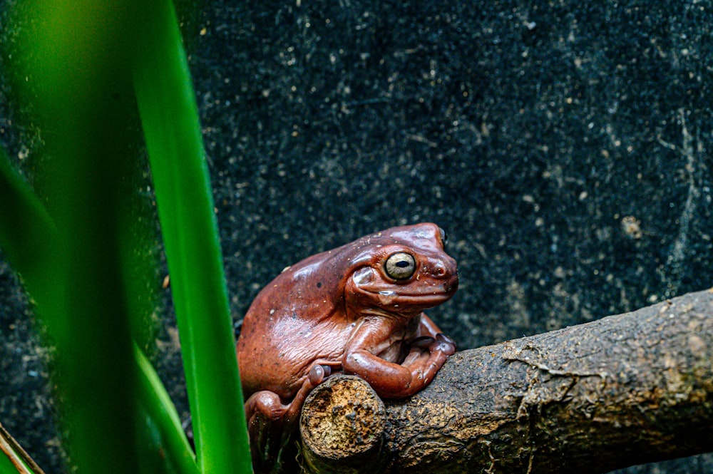 Una rana marrón sentada en la cima de la rama de un árbol