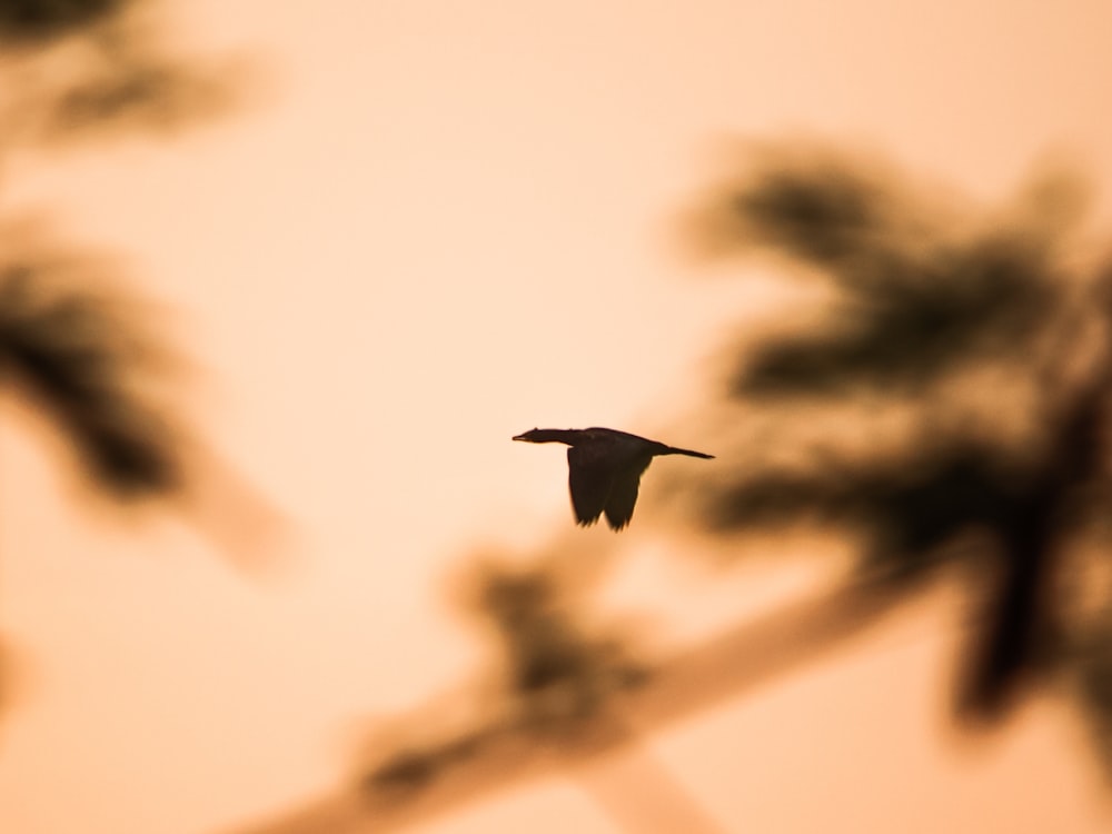 a bird flying through the air with trees in the background