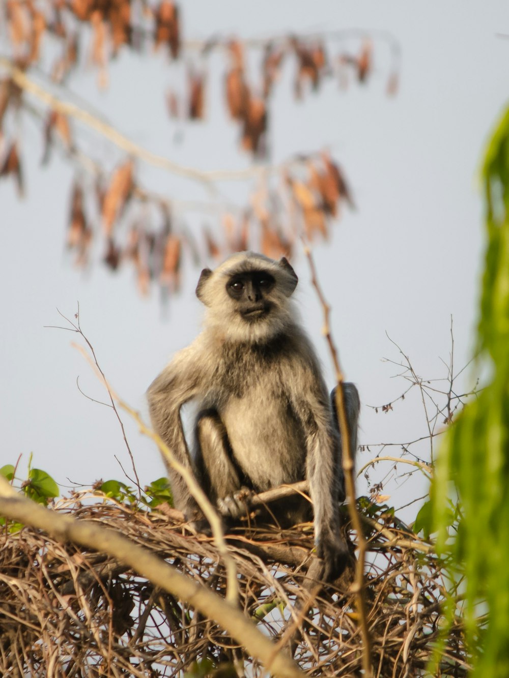 a monkey sitting on top of a tree branch