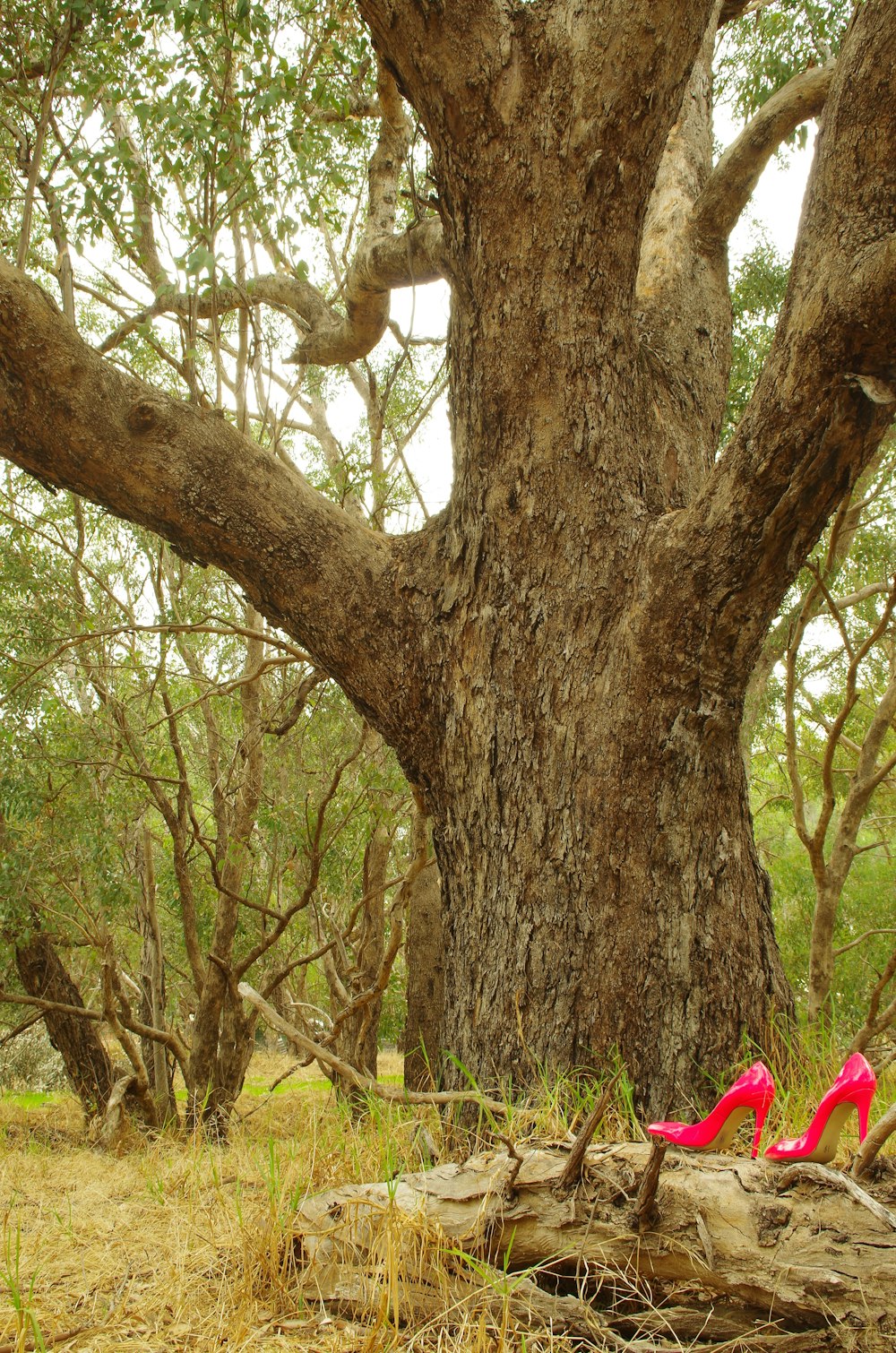 ein Paar rosa Schuhe, die vor einem Baum auf dem Boden sitzen