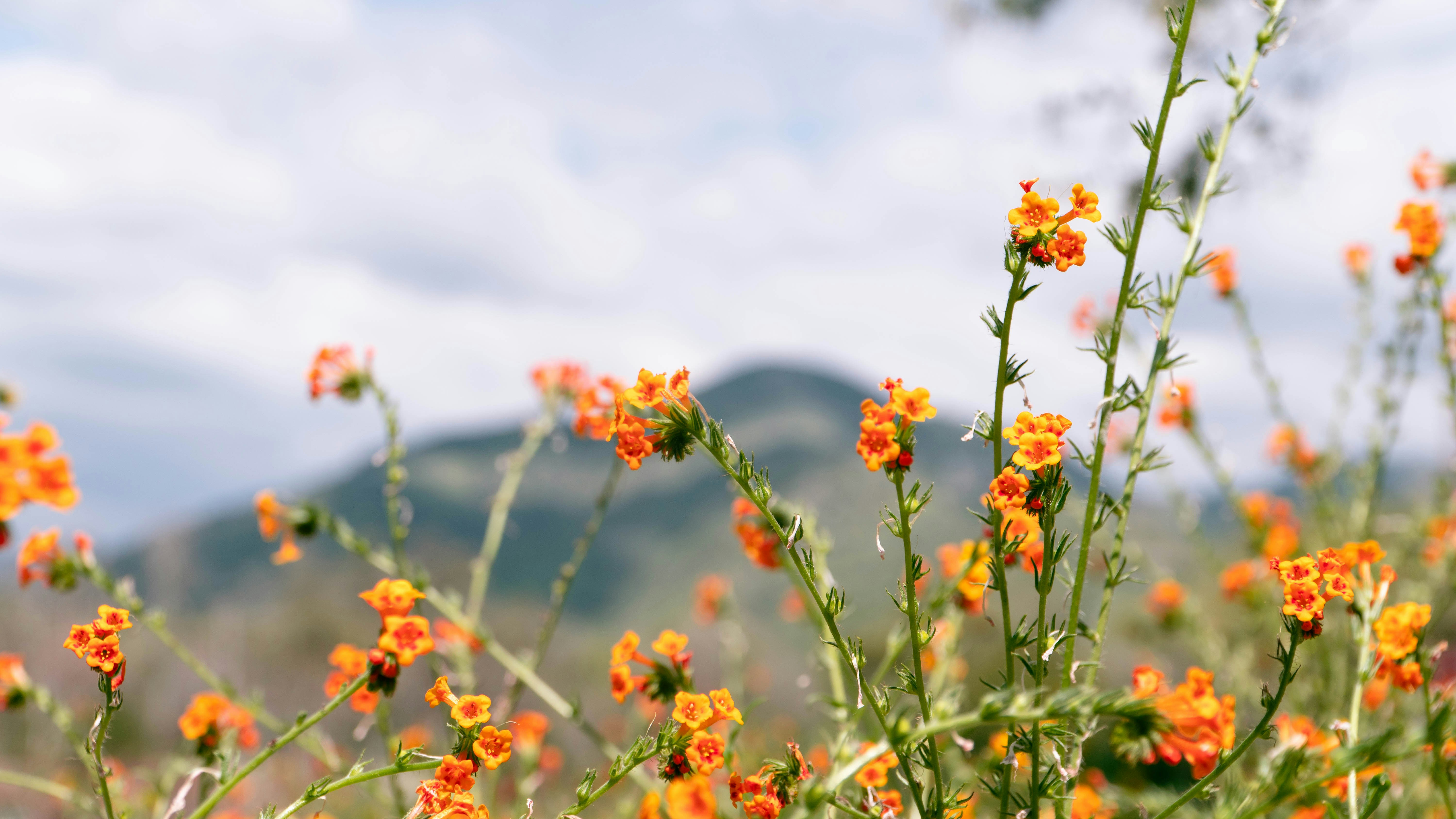 A field of orange flowers with a mountain in the background photo ...