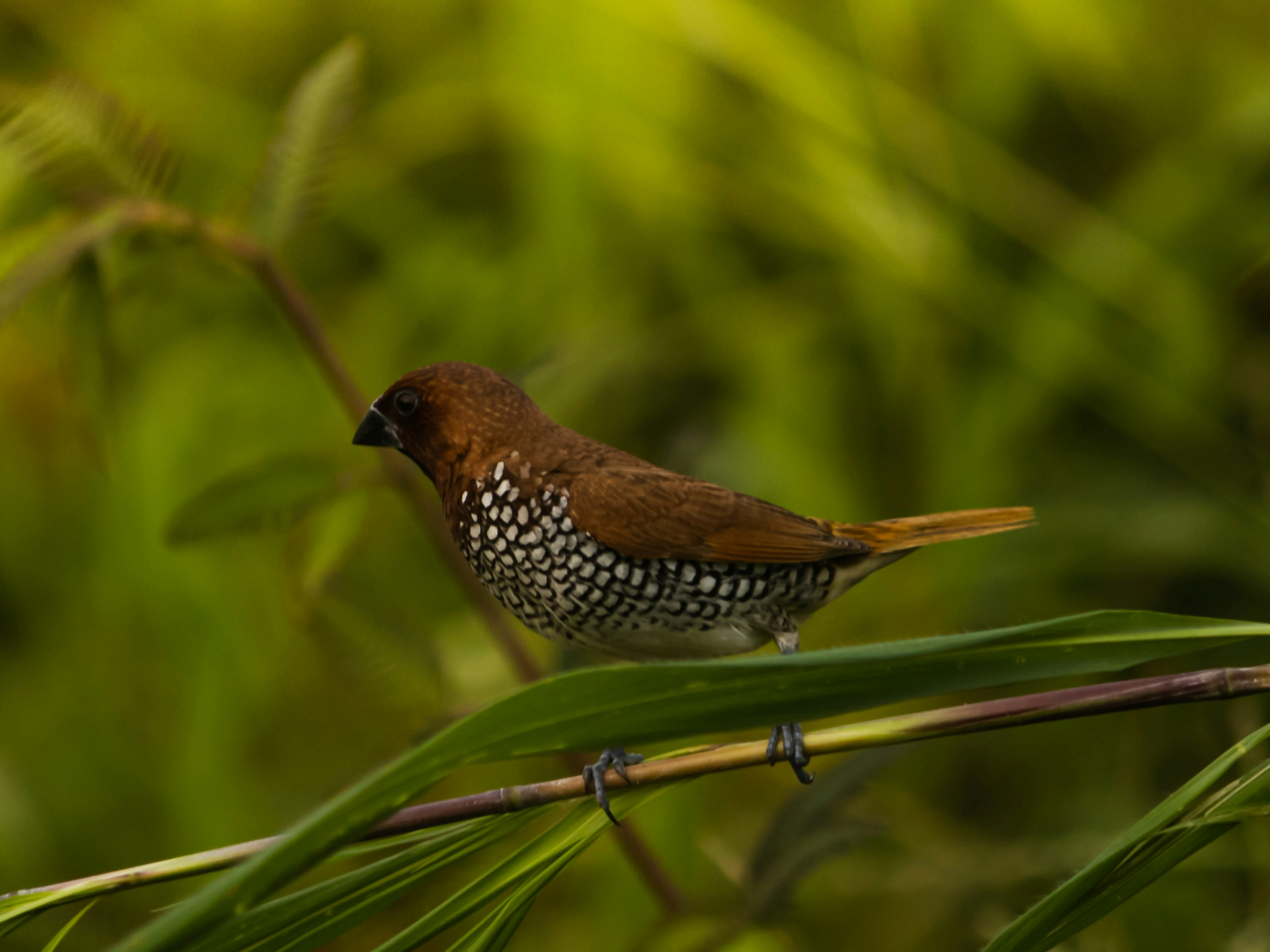 a small bird perched on top of a green plant