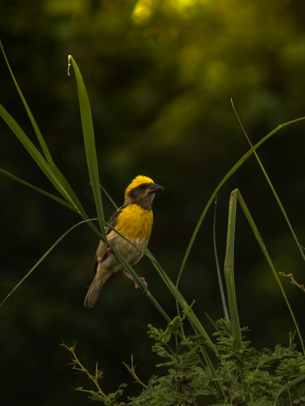 a small yellow bird perched on top of a green plant
