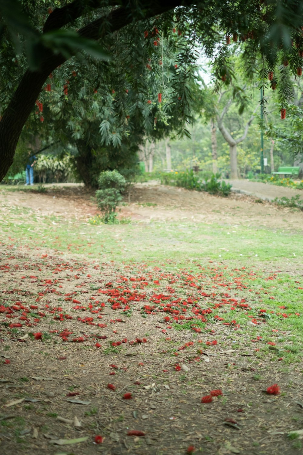 a field with a bunch of red flowers on the ground