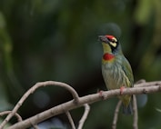 a colorful bird sitting on top of a tree branch