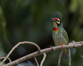 a colorful bird sitting on top of a tree branch