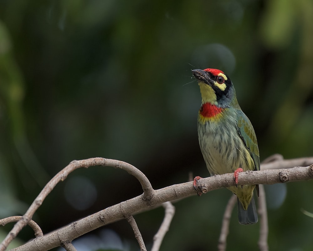 a colorful bird sitting on top of a tree branch