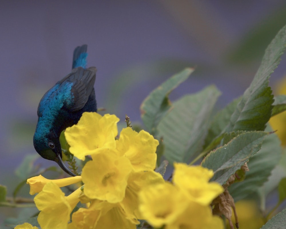 Un pájaro azul sentado encima de una flor amarilla