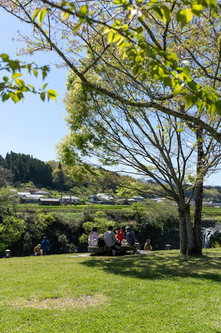A group of students studying together happily under a tree on a sunny day.