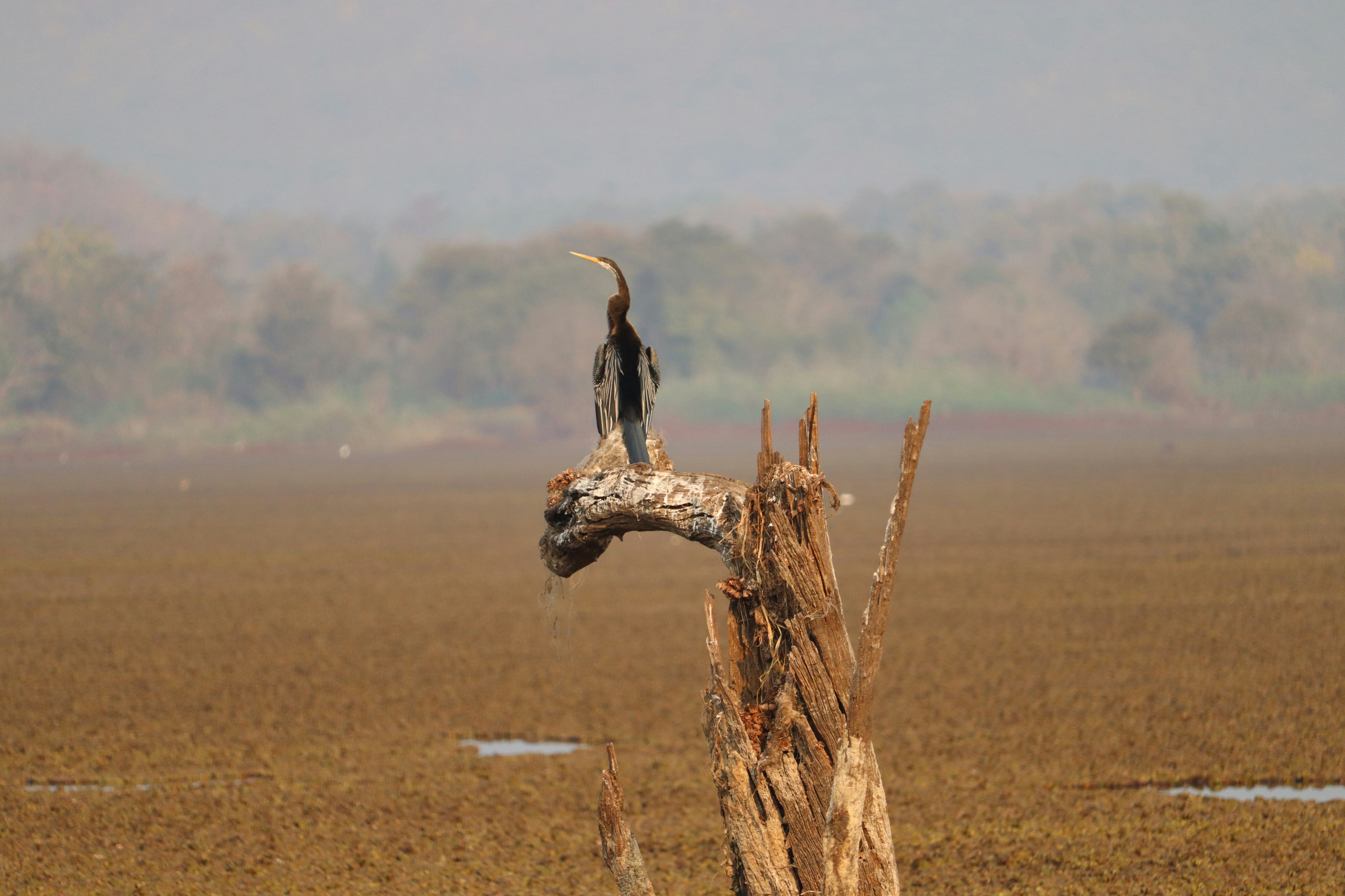 a bird perched on a dead tree in a field