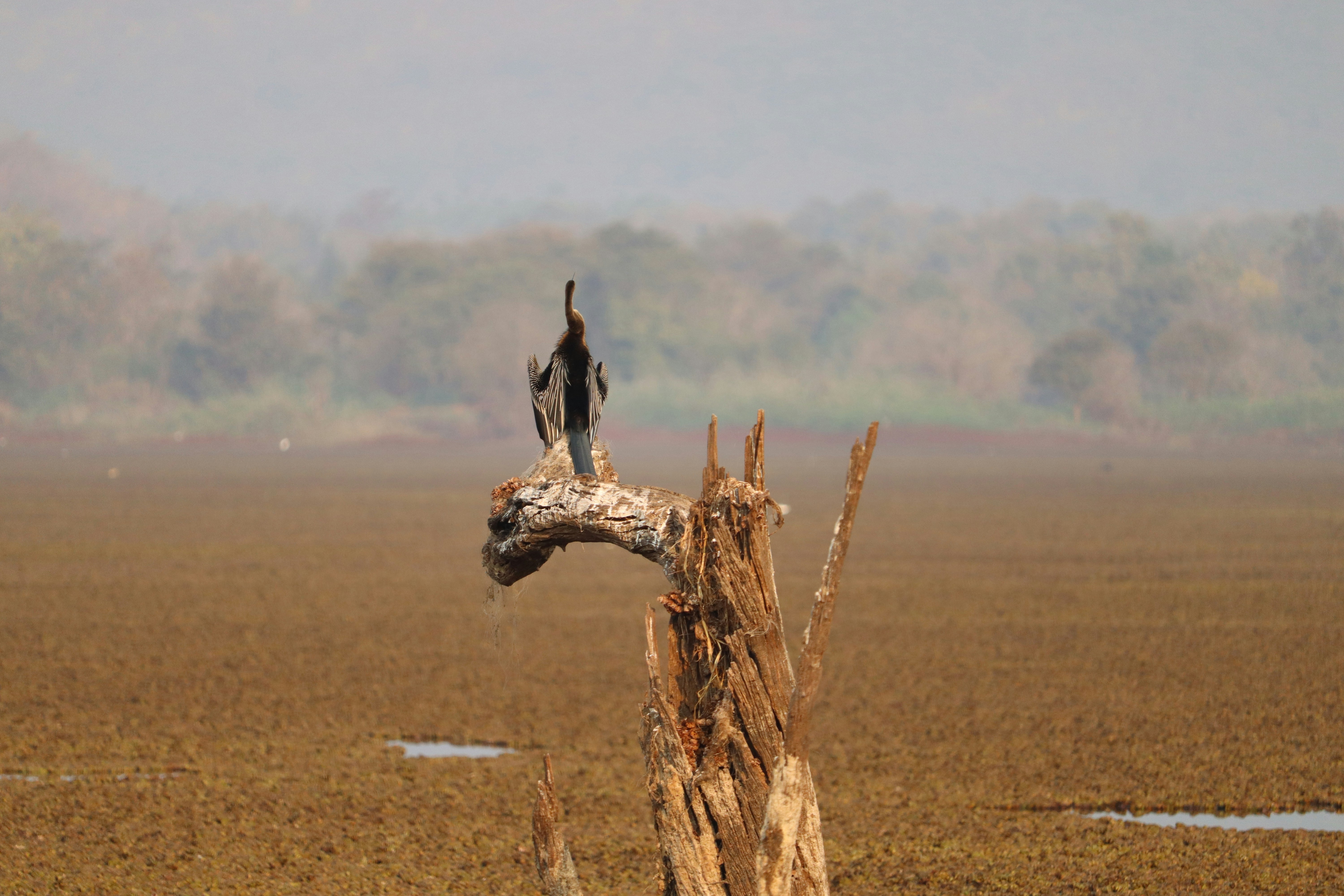 a bird sitting on a dead tree in a field