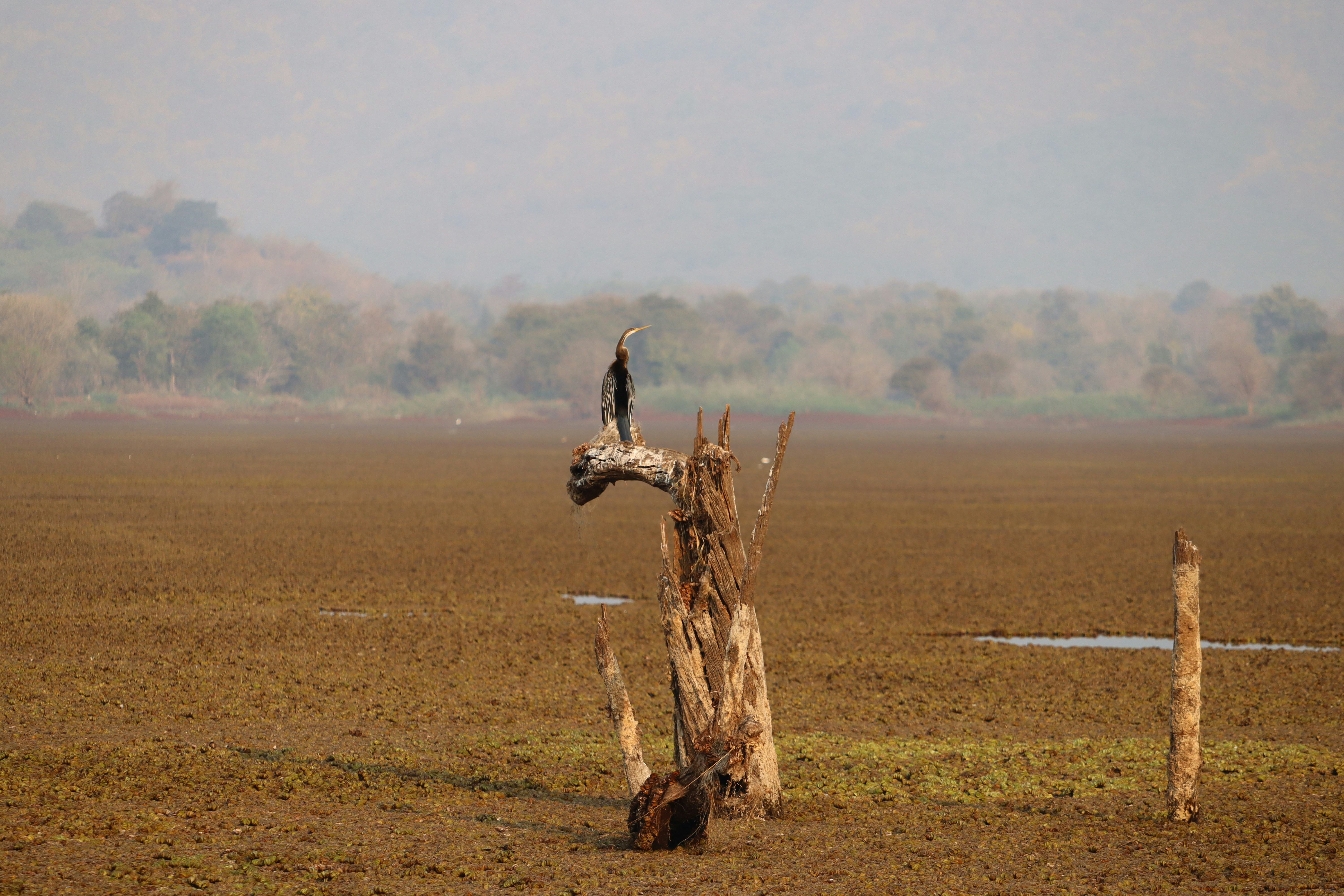 a bird sitting on a tree stump in a field