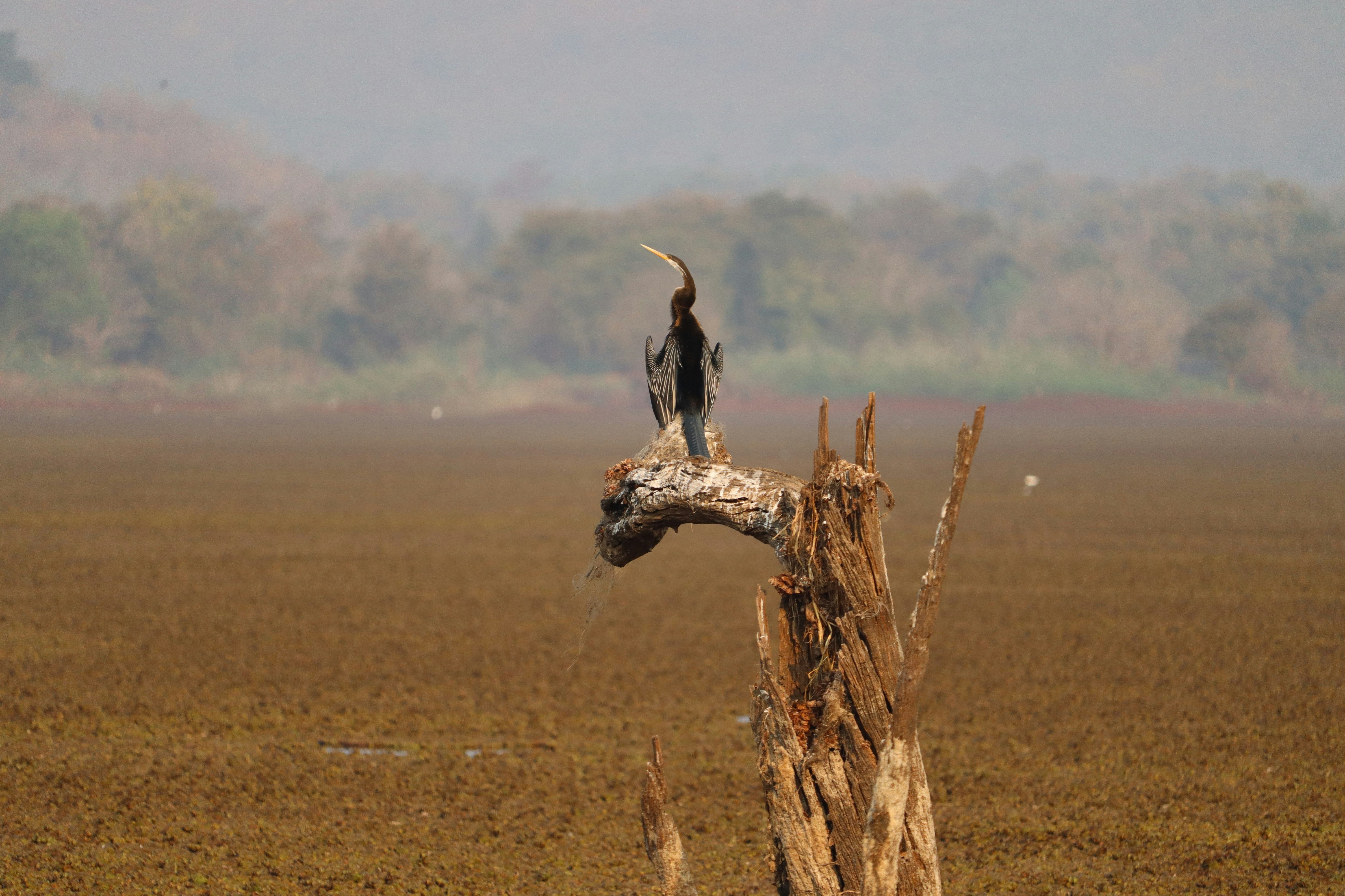 a bird sitting on top of a dead tree in a field