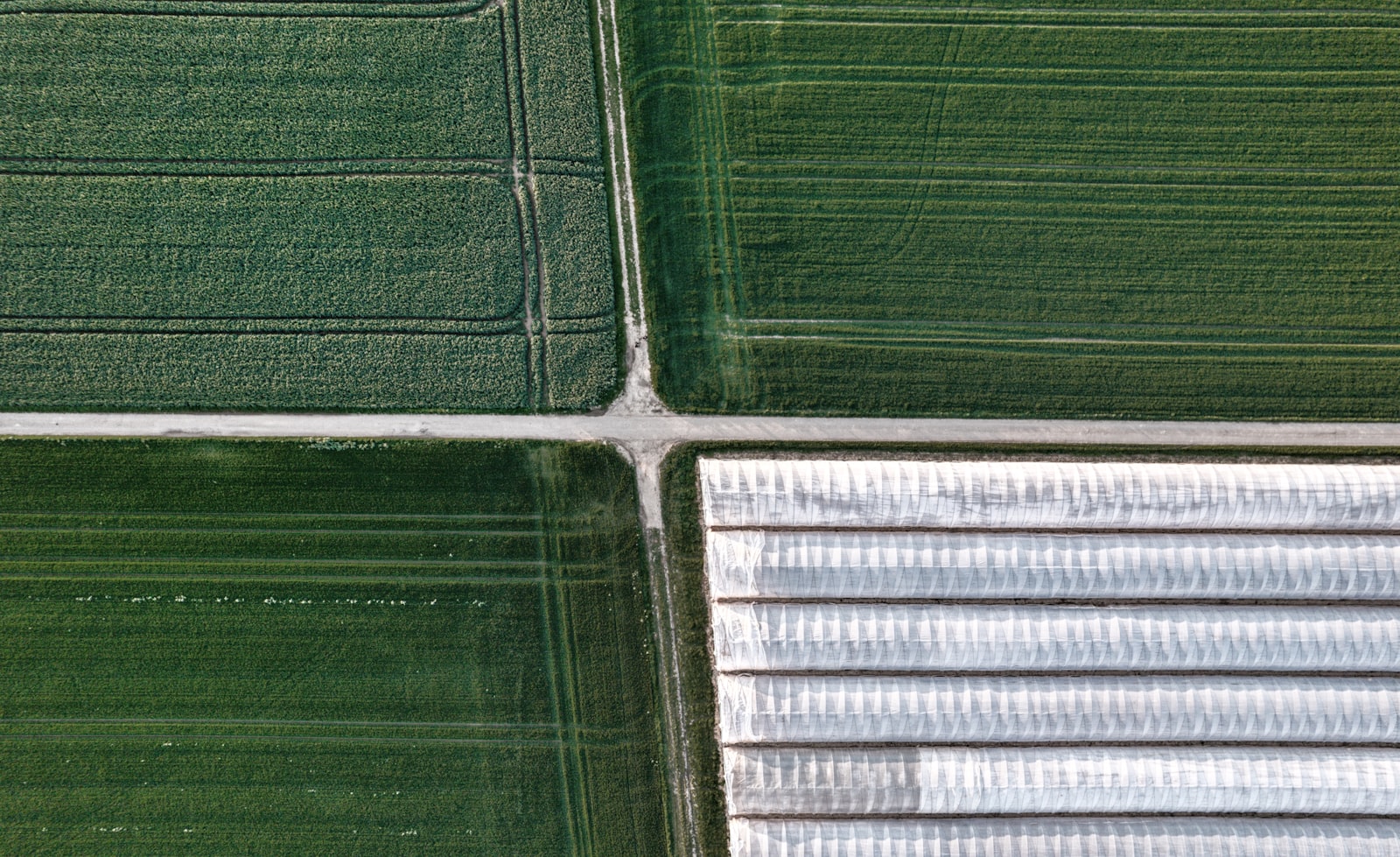 Aerial view of green agricultural fields
