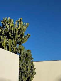 a large green cactus next to a white wall