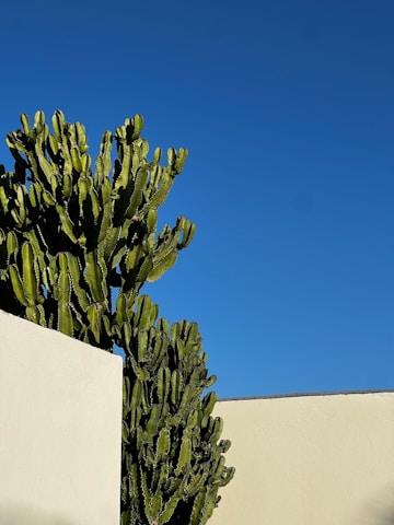 a large green cactus next to a white wall