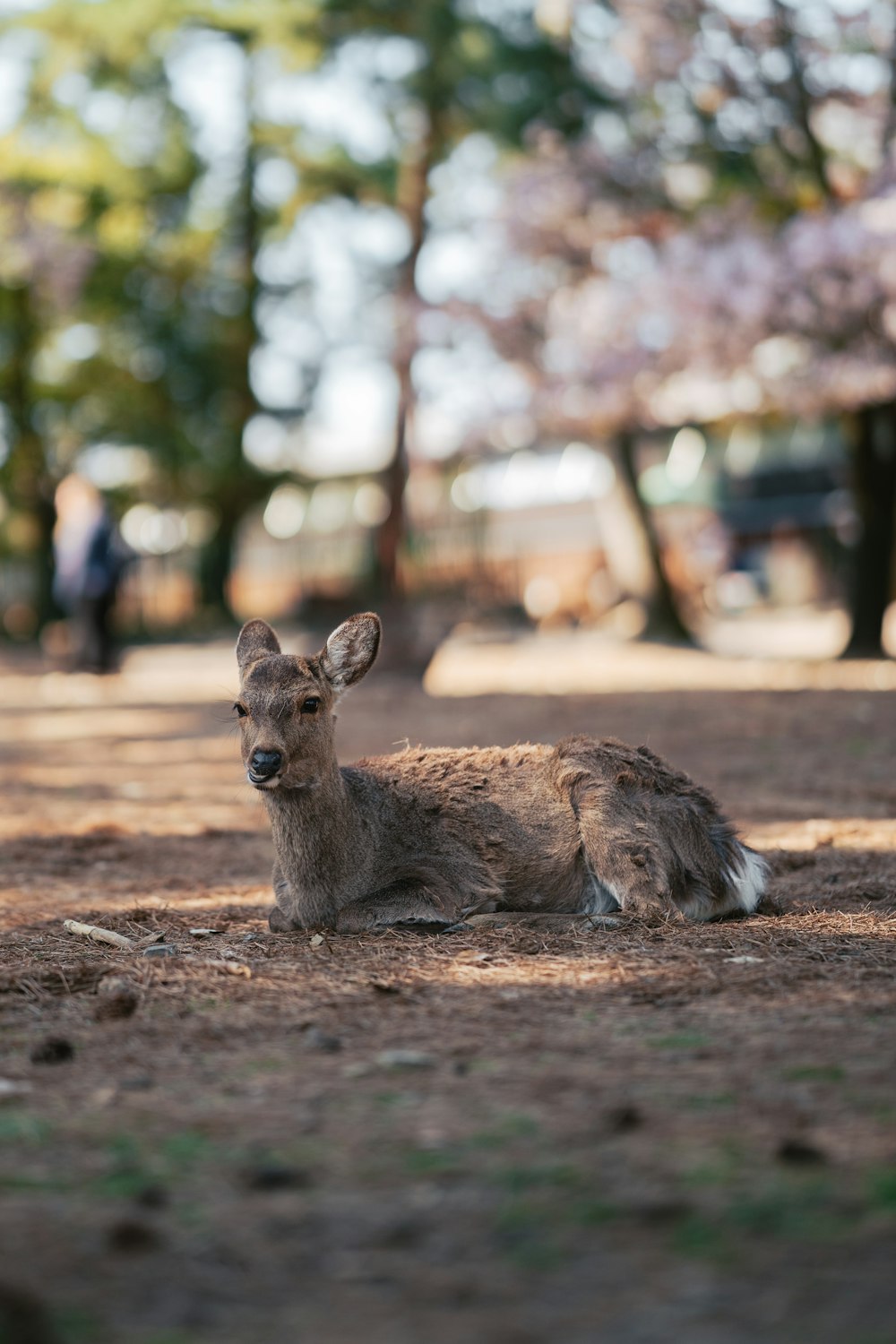 a deer laying on the ground in a park