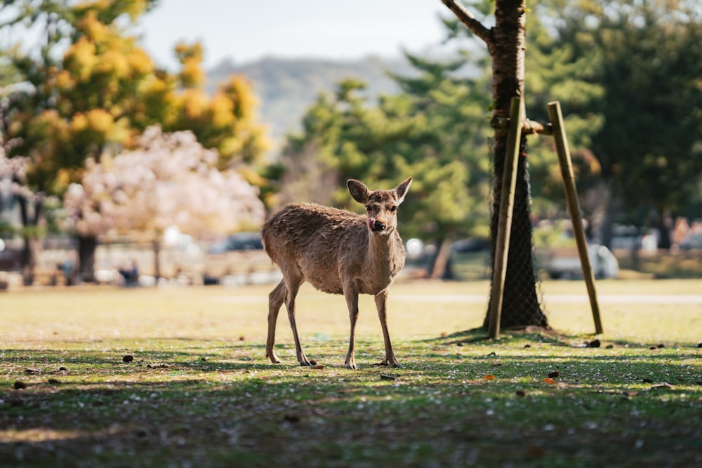 a deer standing in the grass next to a tree