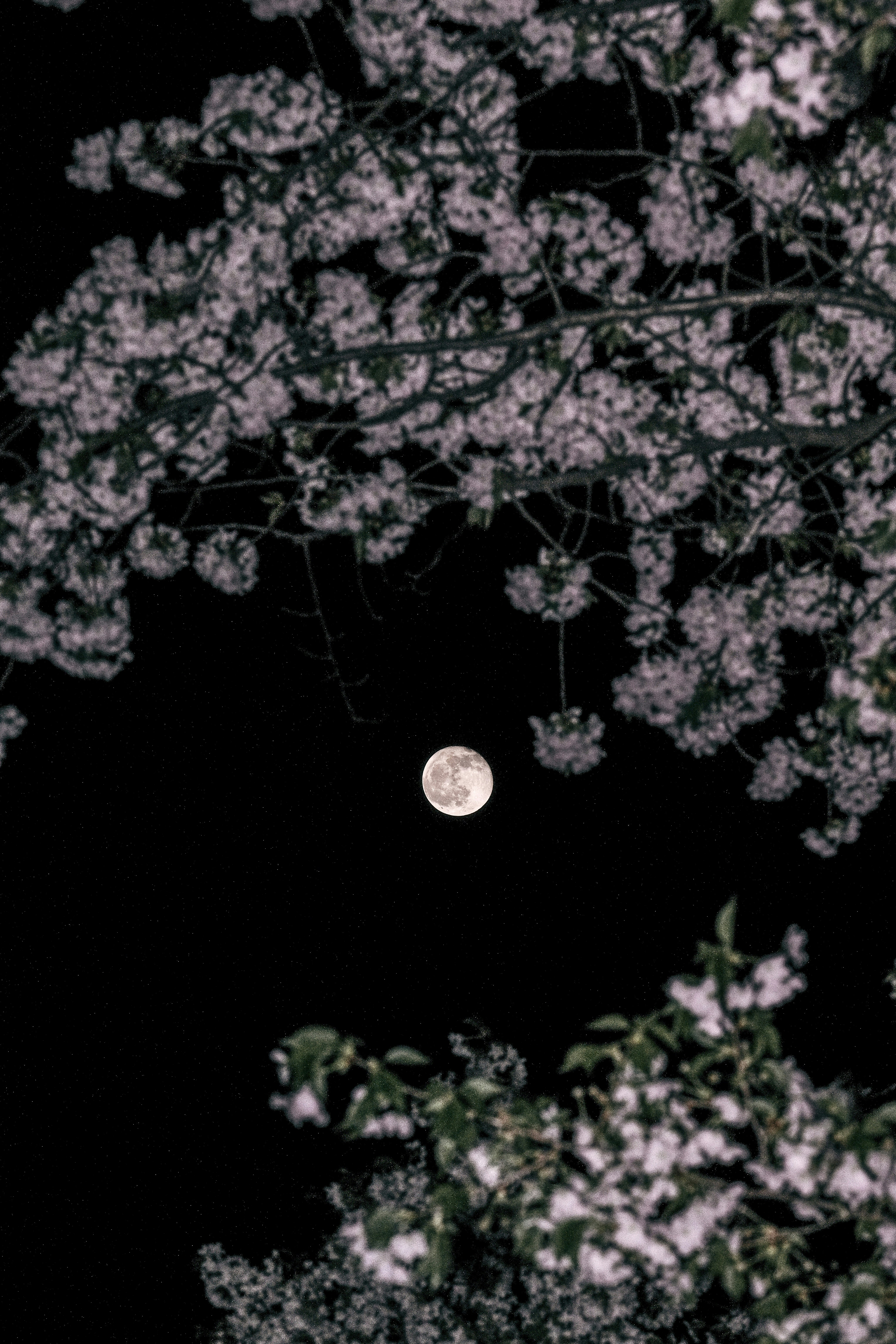 나뭇가지 사이로 보이는 보름달