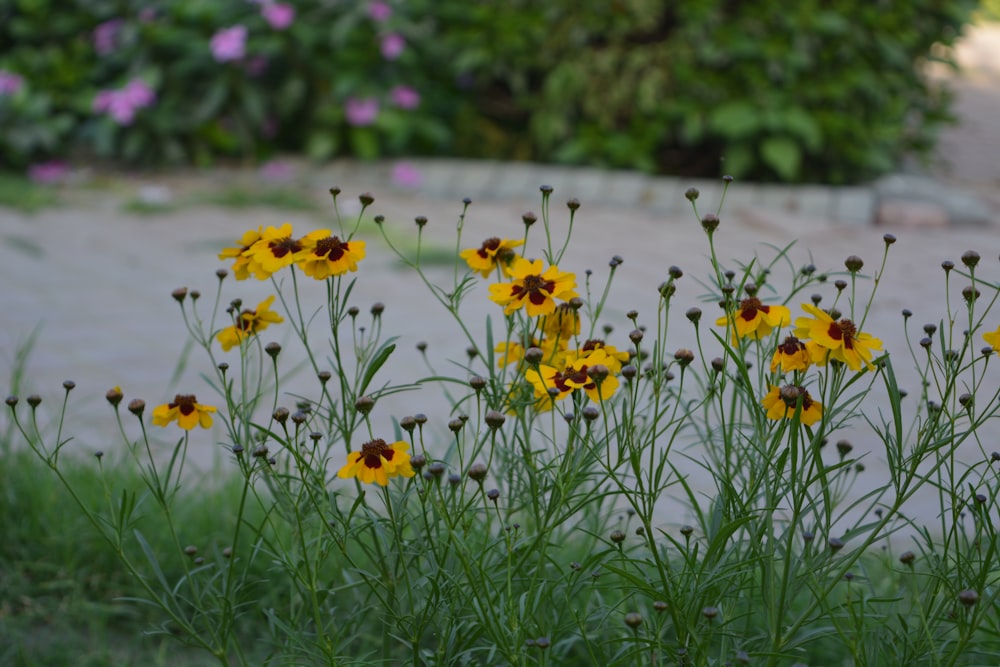 a bunch of flowers that are in the grass