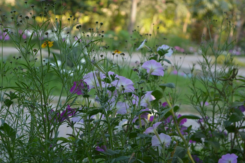 a bunch of flowers that are in the grass