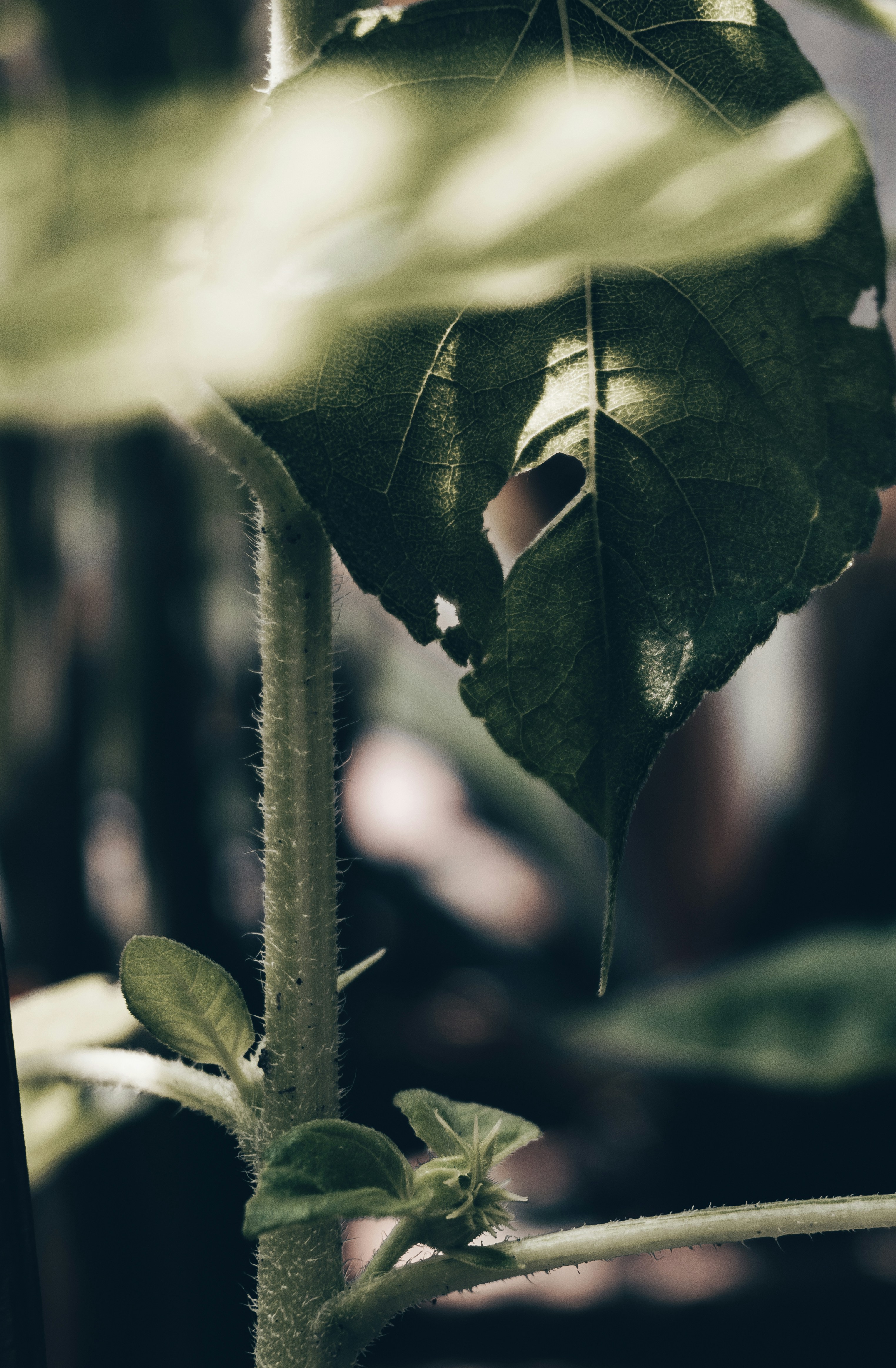 Photo by royphotography