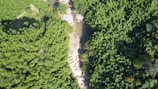 Aerial view of a green forest landscape with a river flowing through it.