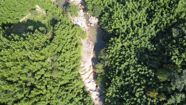 Aerial view of a lush green forest with a winding river, captured by drone.