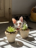 A curious white cat peeking out from behind a funky cartoon-style plant pot.
