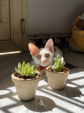 A curious white cat peeking out from behind a funky cartoon-style plant pot.