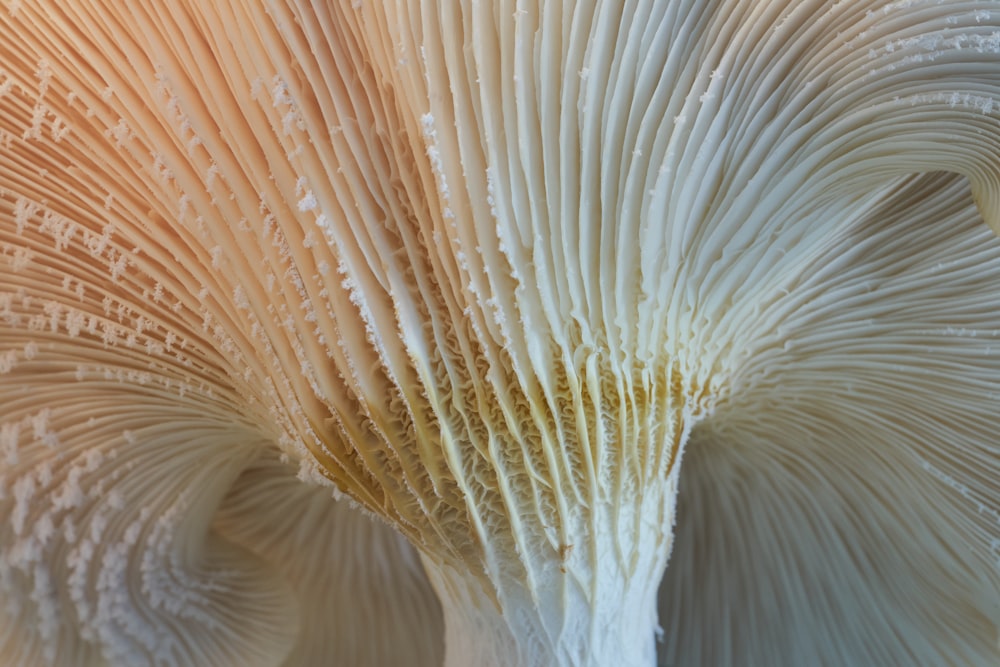 a close up of a large white object