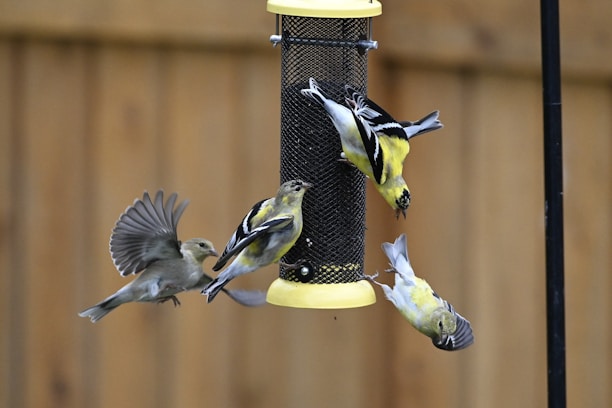 Four small birds with yellow, black, and white plumage are interacting with a cylindrical bird feeder. One bird is in mid-flight with wings spread, while the others are perched on or around the feeder. The background consists of blurred, wooden fencing.